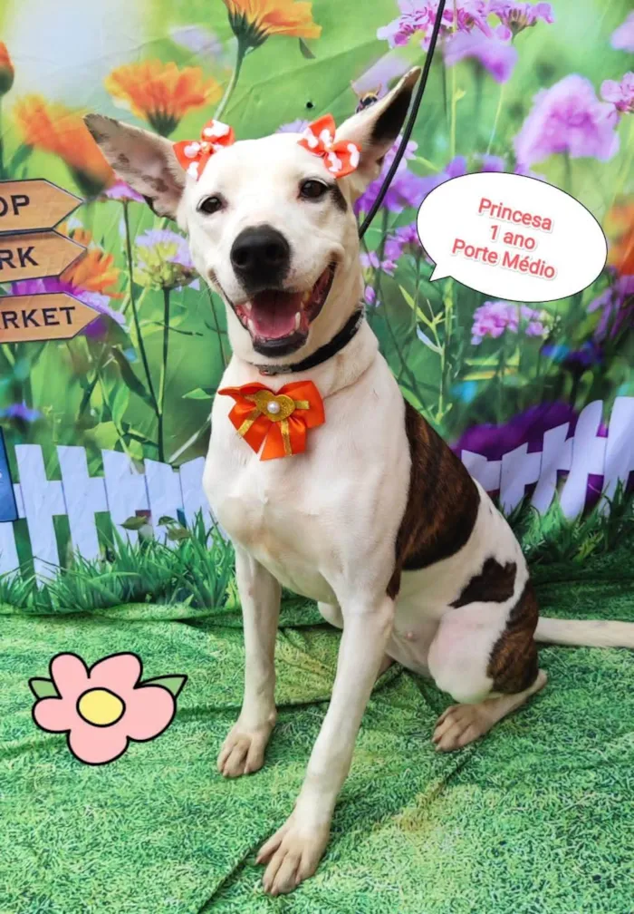 Cachorro ra a SRD-ViraLata idade 1 ano nome Princesa branca