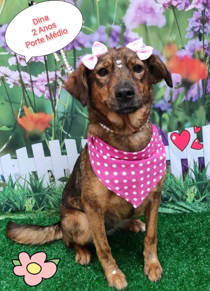 Cachorro ra a SRD-ViraLata idade 2 anos nome Dina