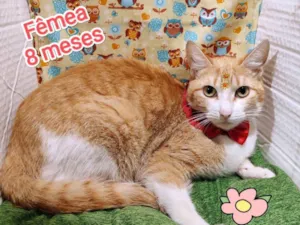 Gato raça SRD-ViraLata idade 7 a 11 meses nome Cristal 
