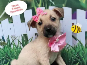 Cachorro raça SRD-ViraLata idade 2 a 6 meses nome Diana 