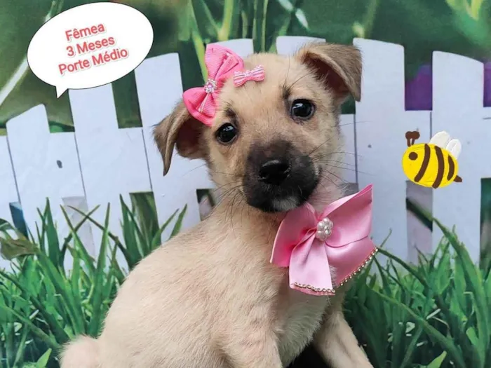 Cachorro ra a SRD-ViraLata idade 2 a 6 meses nome Diana 