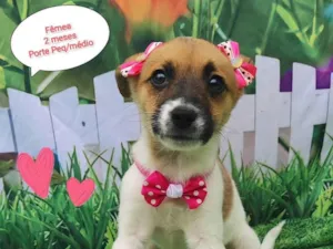 Cachorro raça SRD-ViraLata idade 2 a 6 meses nome Lisy