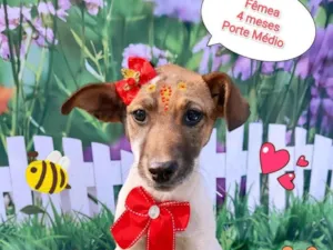Cachorro raça SRD-ViraLata idade 2 a 6 meses nome Girassol 