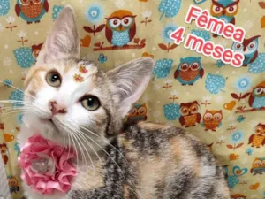 Gato raça SRD-ViraLata idade 7 a 11 meses nome Keila 