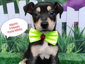 Cachorro raça SRD-ViraLata idade 2 a 6 meses nome Flash 