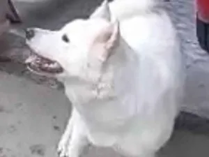 Cachorro raça Akita idade 2 anos nome Nikita