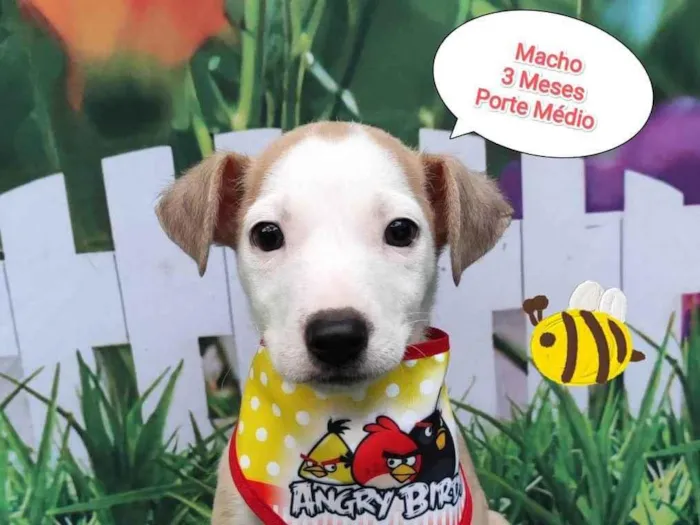Cachorro ra a SRD-ViraLata idade 2 a 6 meses nome Dico