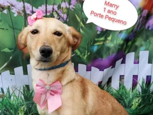 Cachorro raça SRD-ViraLata idade 1 ano nome Marry 