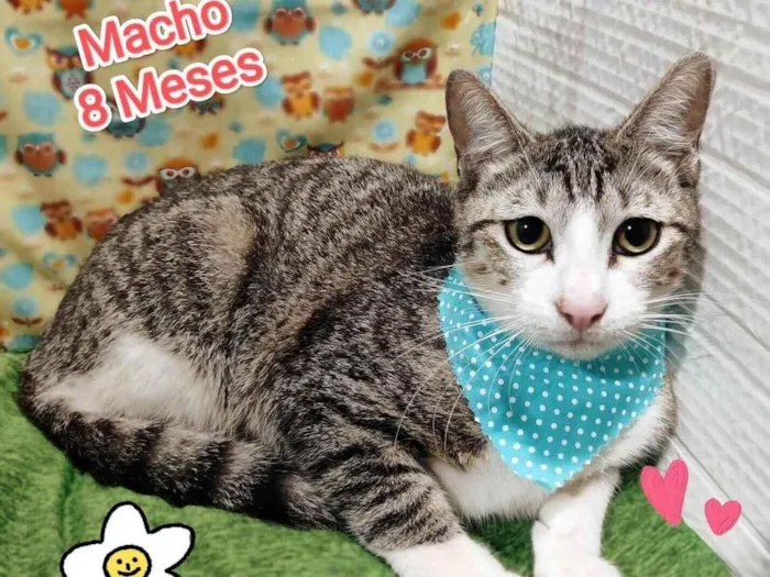 Gato ra a SRD-ViraLata idade 2 a 6 meses nome Zeca