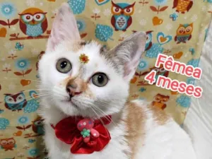 Gato raça SRD-ViraLata idade 2 a 6 meses nome Emilly