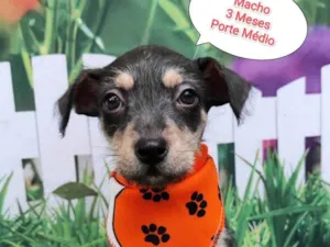 Cachorro raça SRD-ViraLata idade 2 a 6 meses nome Capitão 
