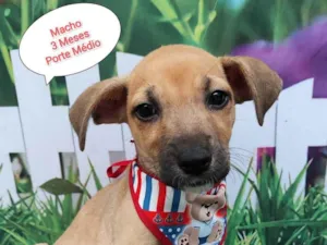 Cachorro raça SRD-ViraLata idade 2 a 6 meses nome Men