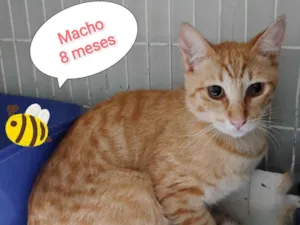 Gato raça SRD-ViraLata idade 7 a 11 meses nome Andre