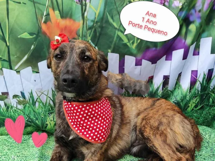 Cachorro ra a SRD-ViraLata idade 1 ano nome Ana