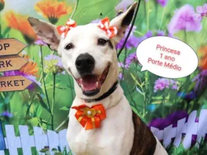Cachorro raça SRD-ViraLata idade 1 ano nome Princesa branca