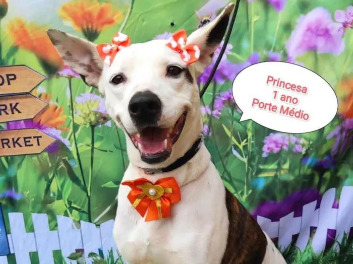 Cachorro ra a SRD-ViraLata idade 1 ano nome Princesa branca