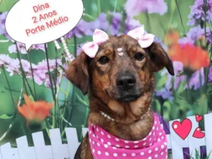 Cachorro raça SRD-ViraLata idade 2 anos nome Dina