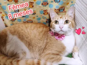 Gato raça SRD-ViraLata idade 7 a 11 meses nome Pérola 