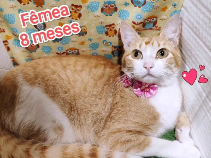 Gato ra a SRD-ViraLata idade 7 a 11 meses nome Pérola 
