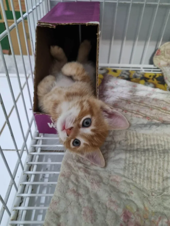 Gato ra a SRD-ViraLata idade Abaixo de 2 meses nome Filhote ruivo