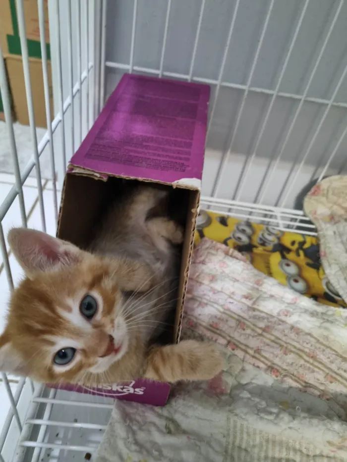 Gato ra a SRD-ViraLata idade Abaixo de 2 meses nome Filhote ruivo