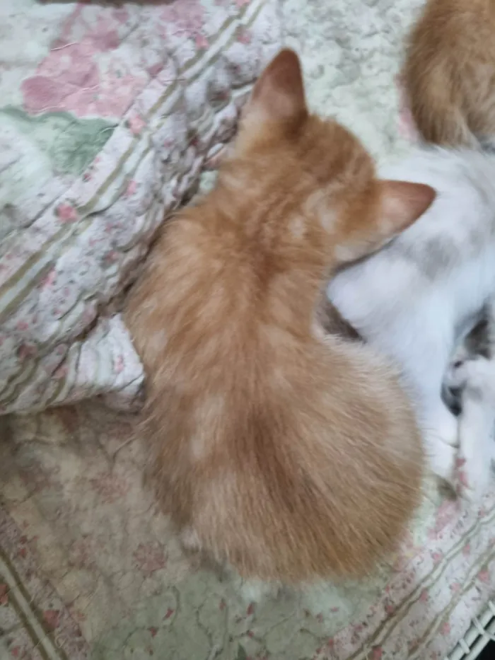 Gato ra a SRD-ViraLata idade Abaixo de 2 meses nome Filhote ruivo