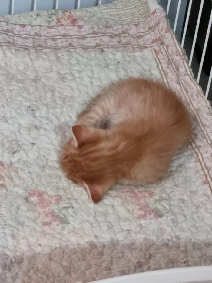 Gato ra a SRD-ViraLata idade Abaixo de 2 meses nome Filhote ruivo