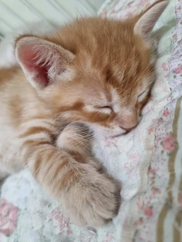 Gato ra a SRD-ViraLata idade Abaixo de 2 meses nome Filhote ruivo