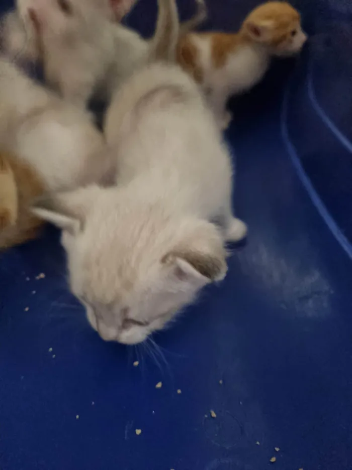 Gato ra a SRD-ViraLata idade Abaixo de 2 meses nome Filhote cinza