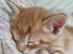 Gato raça SRD-ViraLata idade Abaixo de 2 meses nome Filhote ruivo