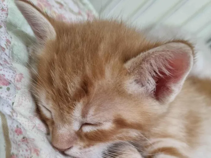 Gato ra a SRD-ViraLata idade Abaixo de 2 meses nome Filhote ruivo