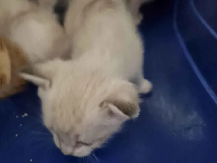 Gato ra a SRD-ViraLata idade Abaixo de 2 meses nome Filhote cinza