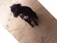 Akira