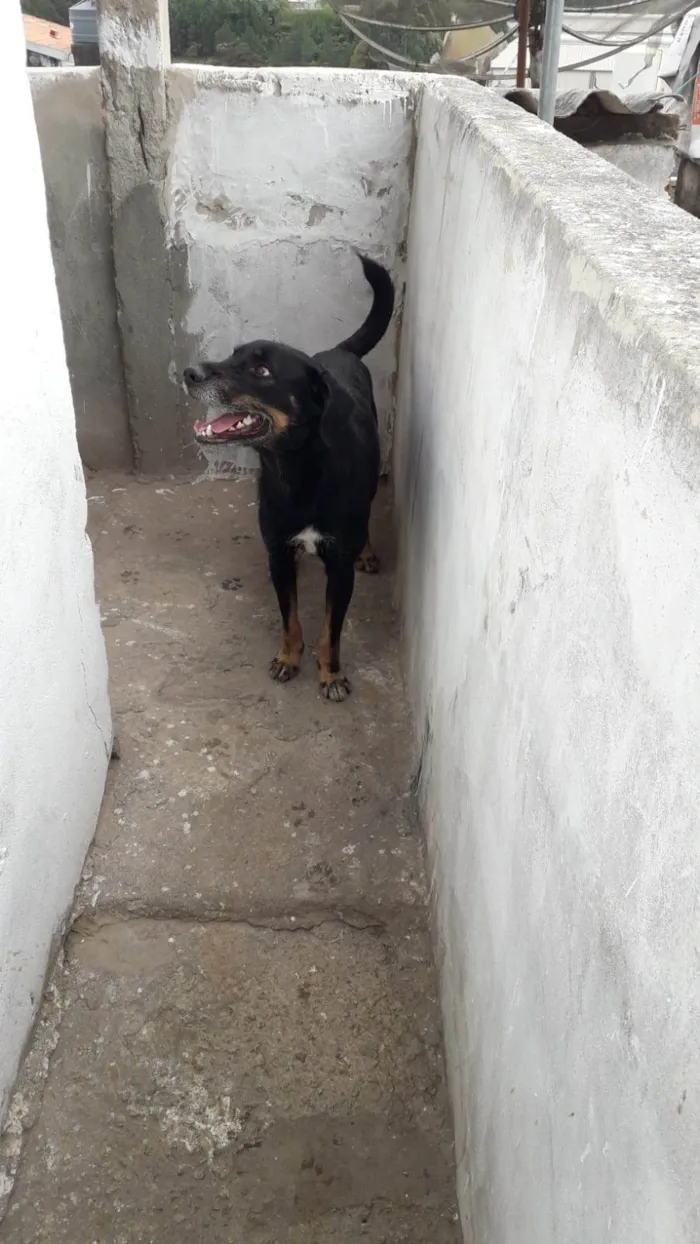 Cachorro ra a SRD-ViraLata idade 5 anos nome Marley 