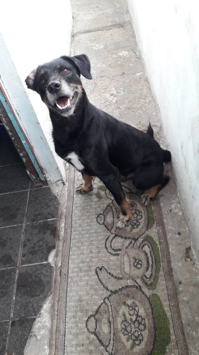 Cachorro ra a SRD-ViraLata idade 5 anos nome Marley 