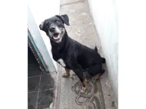 Cachorro raça SRD-ViraLata idade 5 anos nome Marley 