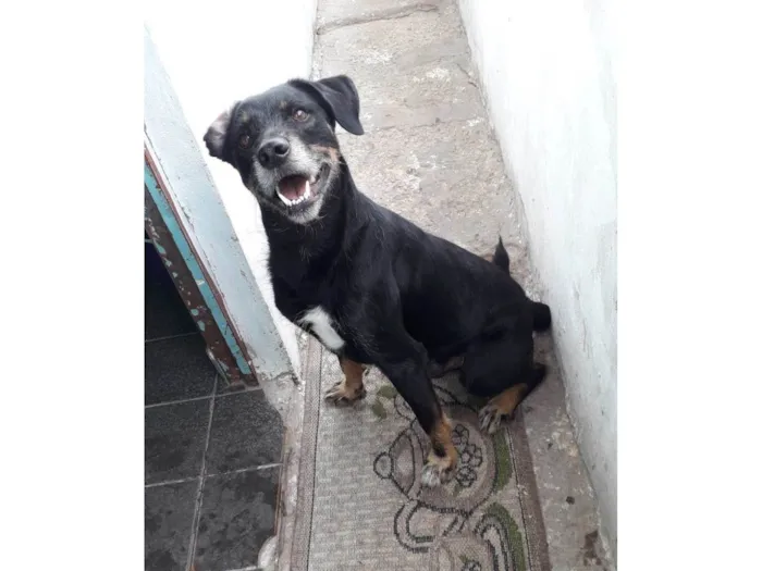 Cachorro ra a SRD-ViraLata idade 5 anos nome Marley 