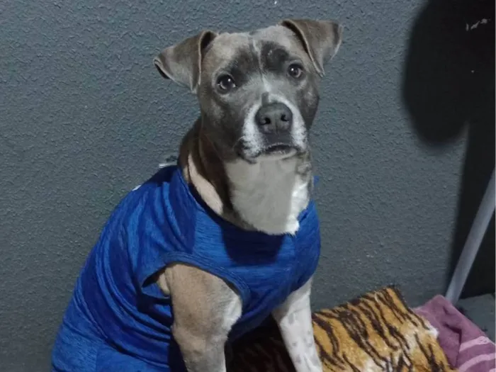 Cachorro ra a Mix de pit bull idade 3 anos nome Medusa 