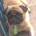 Boris 