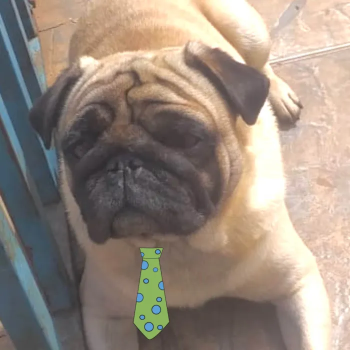 Cachorro ra a Pug  idade 1 ano nome Boris 