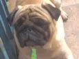 Boris 