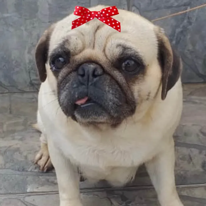Cachorro ra a Pug  idade 1 ano nome Sofia 