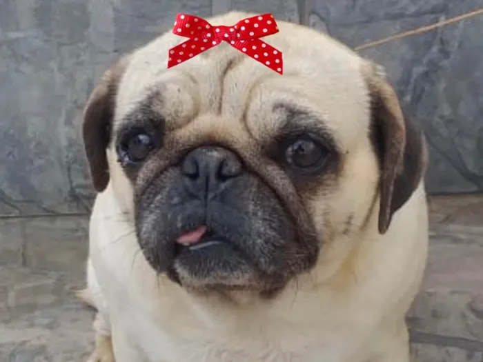 Cachorro ra a Pug  idade 1 ano nome Sofia 