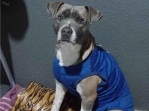 Cachorro raça Mix de pit bull idade 3 anos nome Medusa 