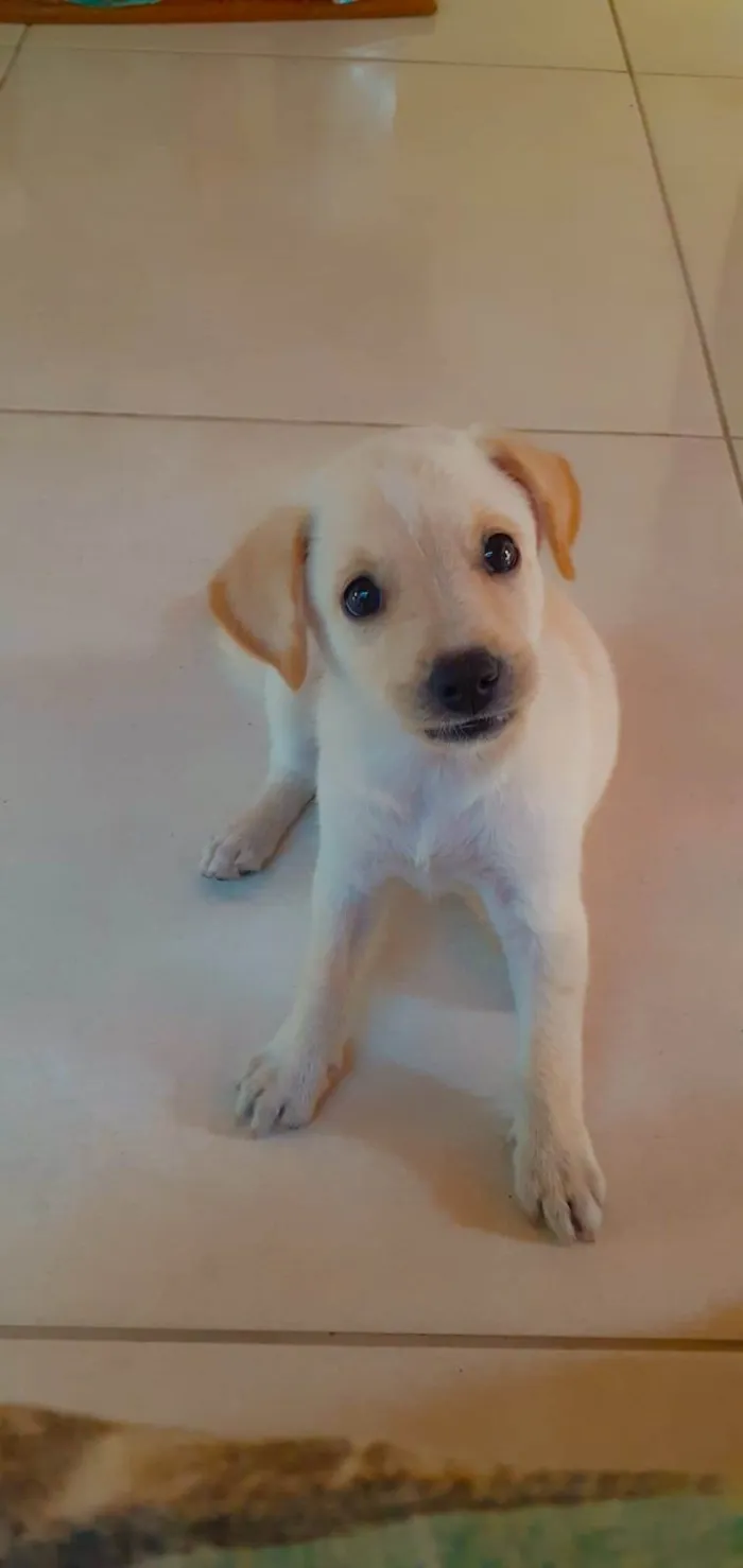 Cachorro ra a SRD idade Abaixo de 2 meses nome Princesa