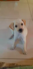 Princesa
