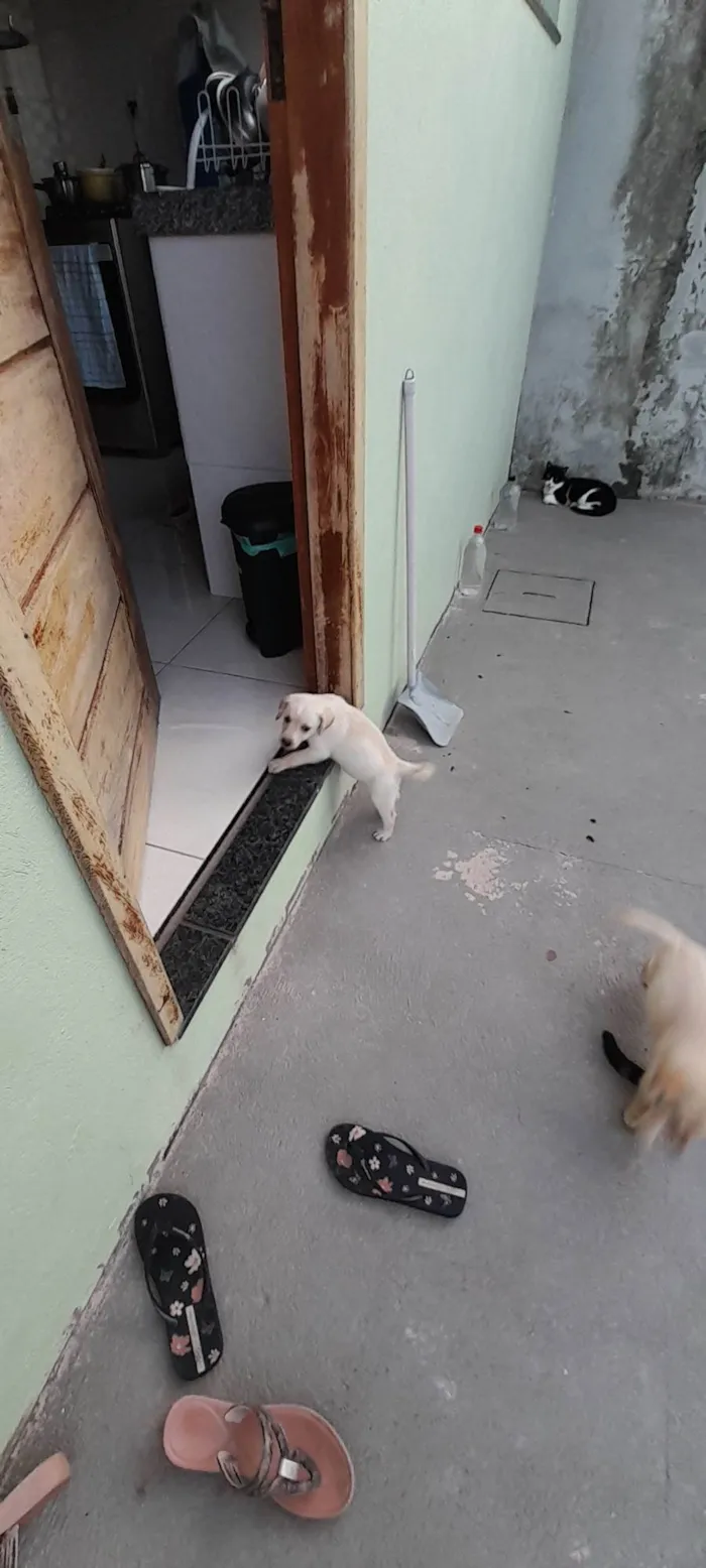 Cachorro ra a SRD idade Abaixo de 2 meses nome Princesa