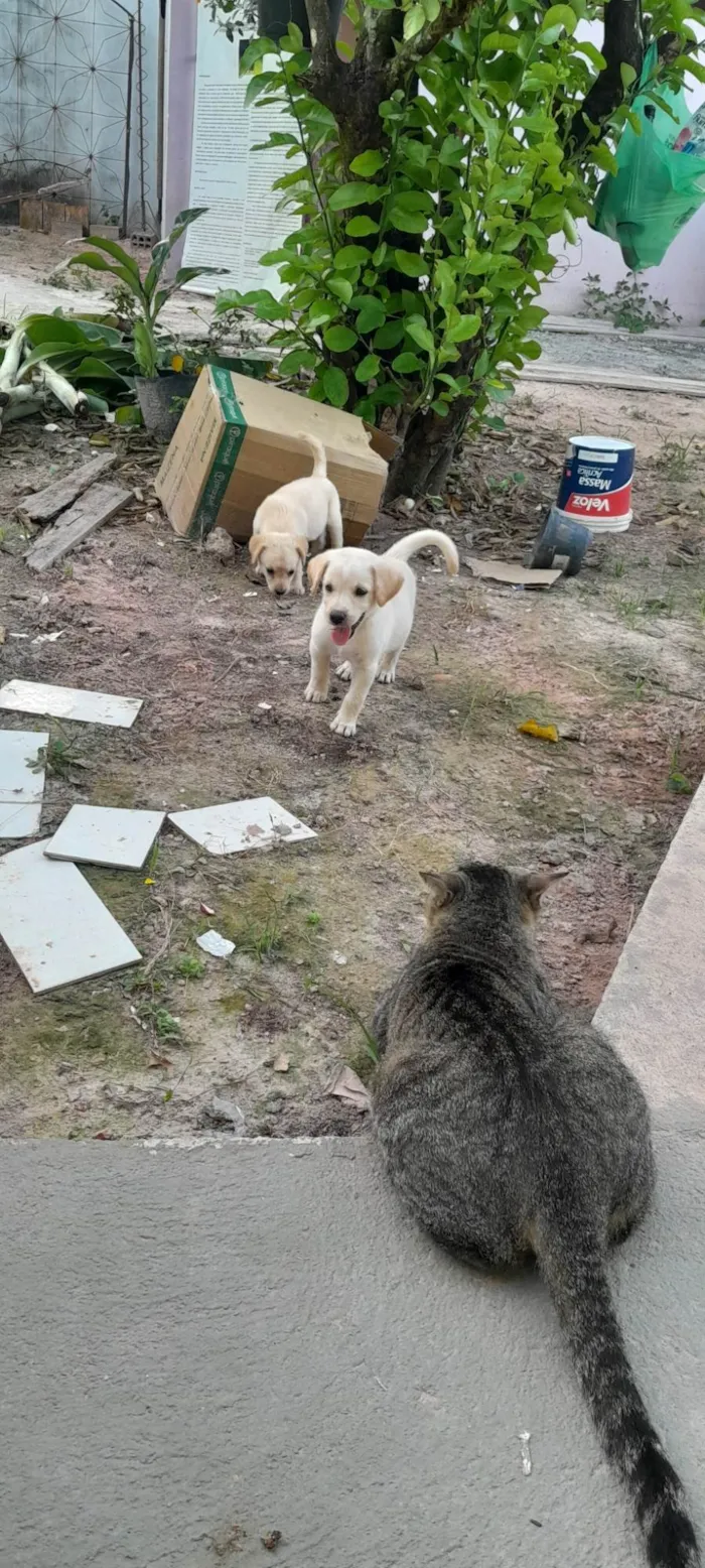 Cachorro ra a SRD idade Abaixo de 2 meses nome Princesa