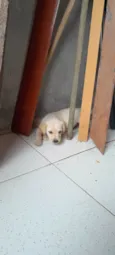 Princesa