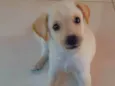 Princesa